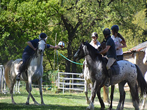 HorseBall in the paddock